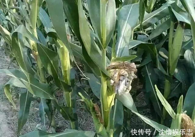 玉米树上结的黑乎乎的玉米,看到不要扔了,是天然黑松露价值高