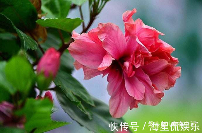 重情重义|立秋之后,喜讯登门的4大生肖,转角遇到桃花运!