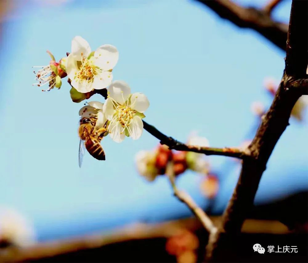 梅花|快看！濛洲公园的梅花开了