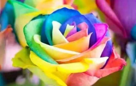 喜欢玫瑰，那就养盆七彩玫瑰，花色似彩虹，缤纷绚烂，多姿多彩！