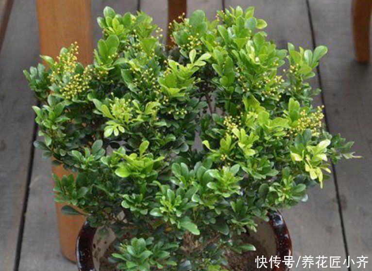 家中养着这6种花，春季花期别缺肥，这样才能持续开不停