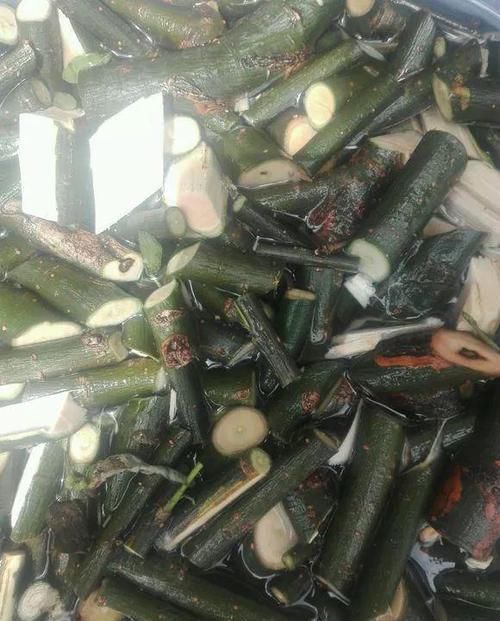 再萎蔫难养的花,盆里浇1勺水,根系健硕,花开更加旺盛