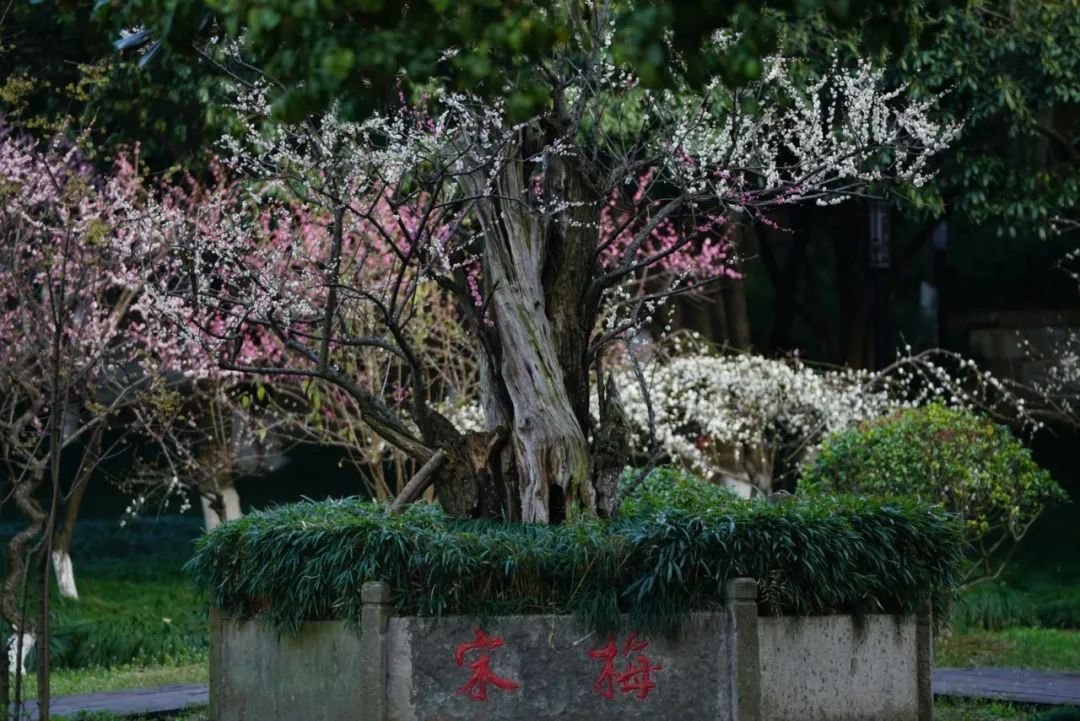 西泠印社|共赴“宋梅”之约！超山梅花节启幕！