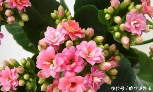 骨头|悄悄告诉你,花卉不开花,用点“催花水”,花开满盆,变养花高手