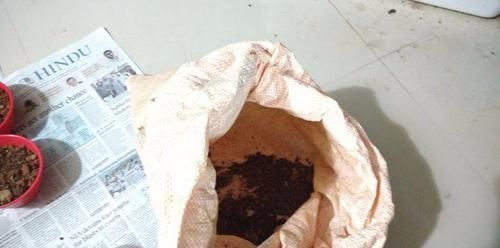 我用这方法扦插繁殖了几十盆的植物,薄荷、吊兰轻松培育