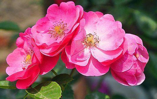 友好|4款花又美又香,花量繁多,全年开不停,对待新手很友好