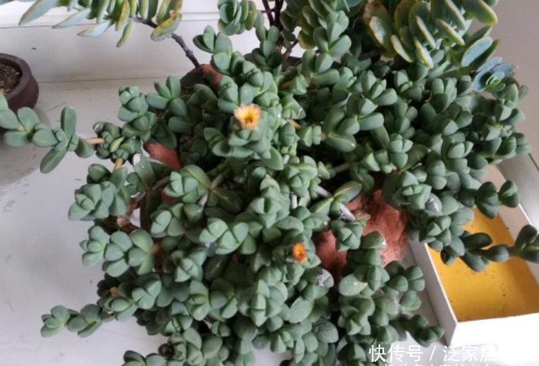 三棱状|多肉鹿角海棠不开花?可能是时间不够,或者我们的养护方式不对