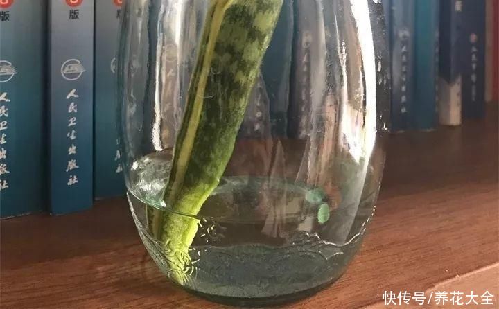 生根|6种花夏天扦插，枝条剁8段、撒土里，3岁小孩都能插活