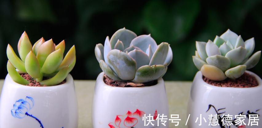 管它多肉普货还是贵货,能养出高颜值就是好货