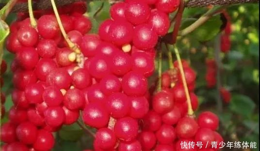 收获的季节|五味子,你可知是什么味!