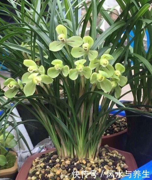 养兰花,用1个“简单方法”繁殖,一盆变3盆,盆盆开花爆盆!