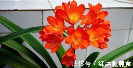 养花别用“黄豆肥”了,味道太大!它才是养花万能肥,养啥旺啥!