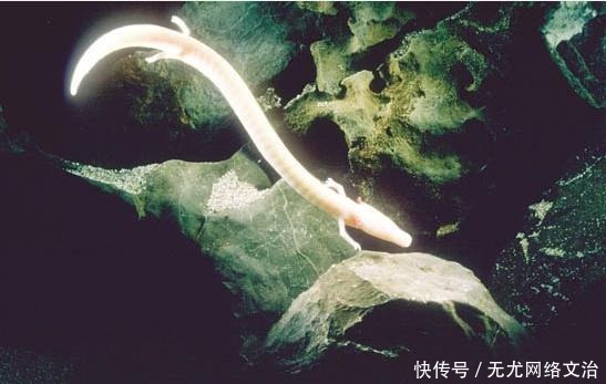 上古|上古四大神兽之上还存在一个顶级神物,据说其曾转世为黄帝和大禹