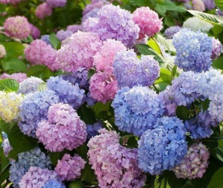 几种花一养就喜欢上,个个漂亮有特点,花朵粉嫩丰腴,绚丽夺目