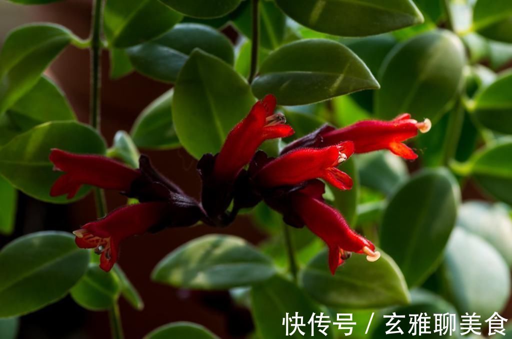 叶色|适合吊起来养的植物，养几盆，家里美成花海