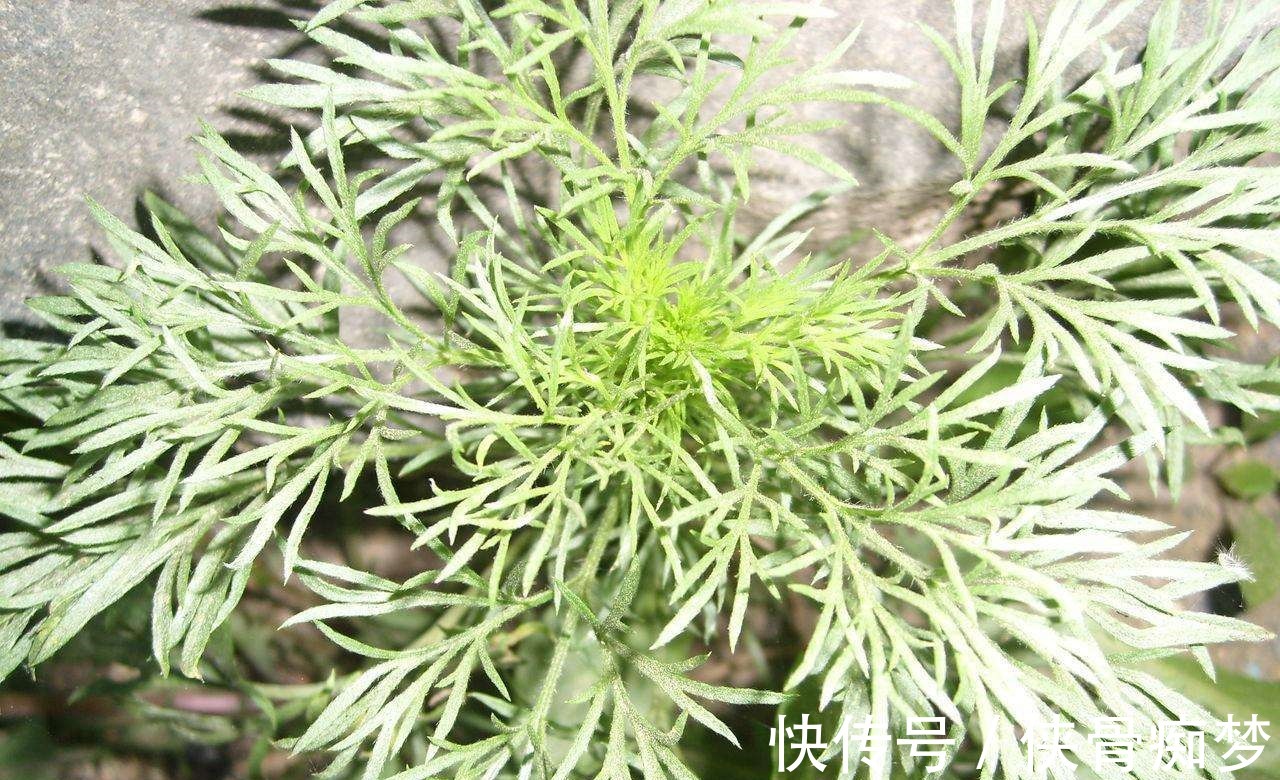 您家若是种植这种特殊的草，那风湿再也不用怕了