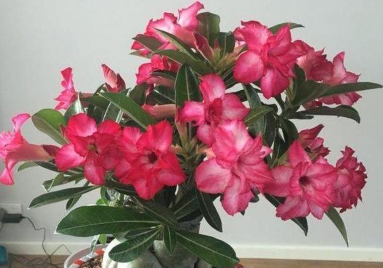 3种花是爆盆能手,四季盛开,花朵超绚烂