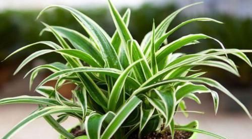 养花试试这几款,比牡丹还美,谁都能养好,轻轻松松爆满盆