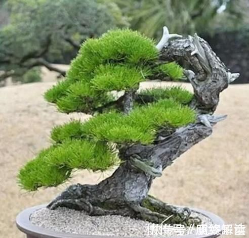 平凡|这“3种树”平凡不起眼,做成盆景贵气十足,养上3年,价格翻几倍