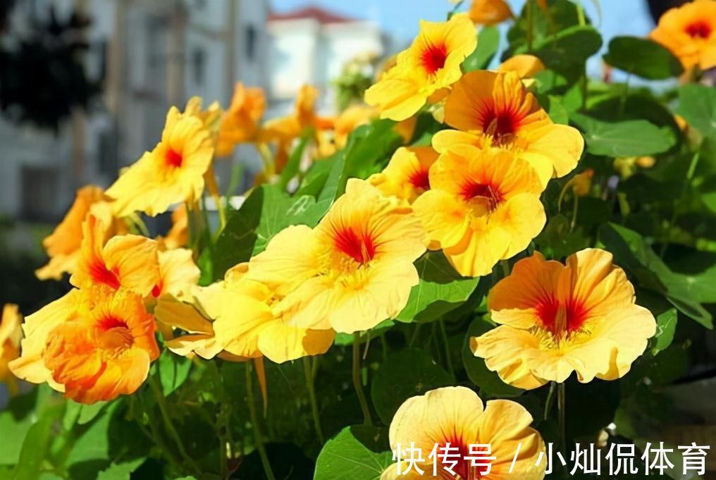 农历九月十八霜降后，养什么花？家里养3种花，幸福安康富贵吉祥