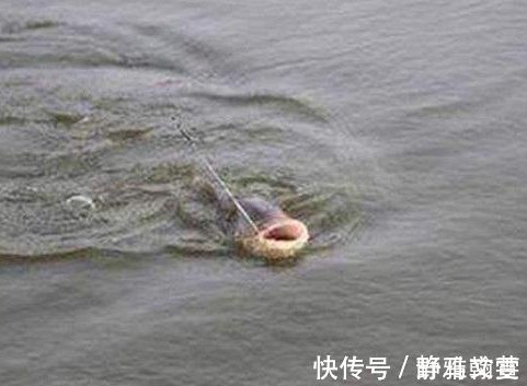 钓友|看懂这3种刺激鱼儿开口的逗鱼方式,你将会有钓不完的鱼!