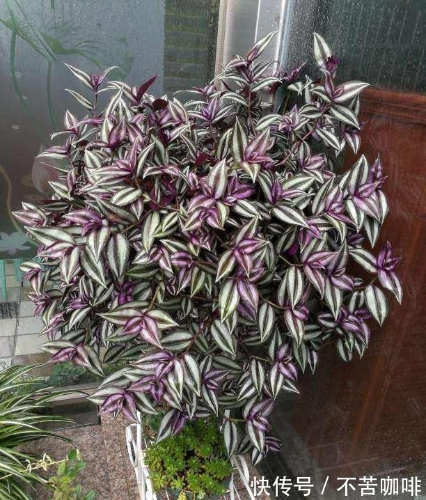 4种“省钱植物”,实在太贴心,掐个枝条插土里就能活