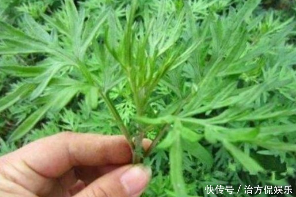 50岁妇女患颈椎病，竟用一把艾叶给治好了，其实艾叶还有3大好处