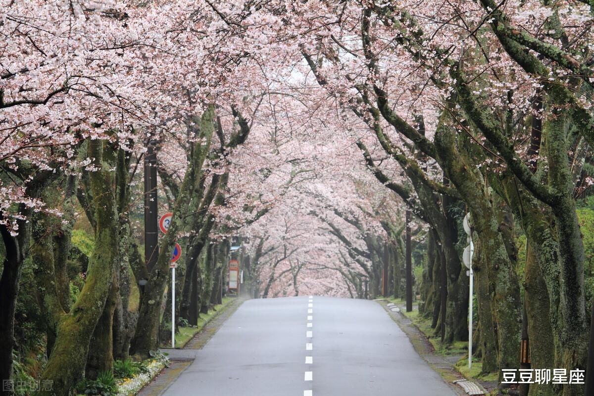 3月底，樱花浪漫，相思入骨，邂逅旧爱，破镜重圆，从此共赴余生