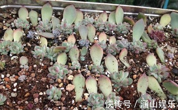徒长|多肉徒长、叶片又肥又大该怎么解决2步操作,让它过夏就变美