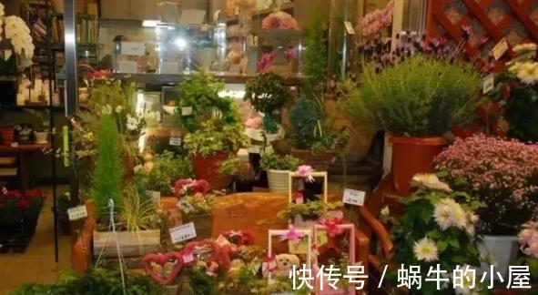 蔬菜|阳台种菜的技巧，看我家阳台的菜，都不用去菜市场了