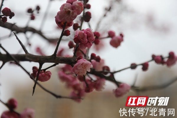 新田|湖南新田：梅花盛开报春来（组图）