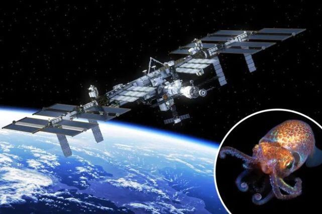 短尾 今天凌晨，马斯克把 128 只鱿鱼和5000只水熊送进了国际空间站…