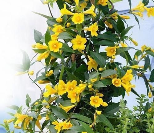 家里养花选它，比茉莉漂亮，比香水还香，是阳台盆栽佳品