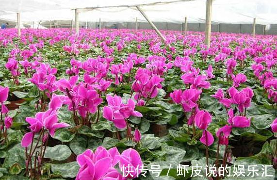 花苗刚买来时枝繁叶茂花团紧促,可过上几天就不行了,是什么原因