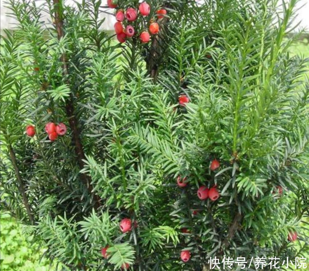 养花|3种植物,被称为“净化空气小能手”,养在家里漂亮又美观