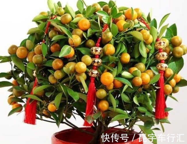 富贵竹|别管有钱没钱,八月十五5种“招财花”,大吉大利,谁看都有档次