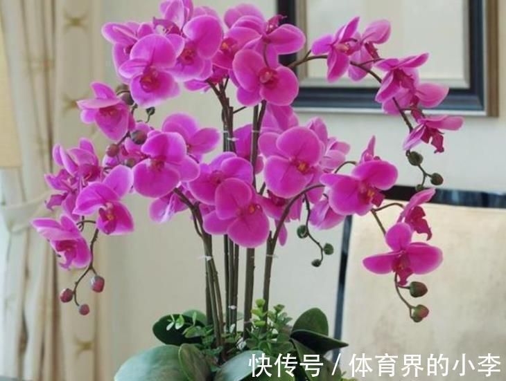 学会一个小技巧,蝴蝶兰不黄叶烂根,猛长新根花开一串串