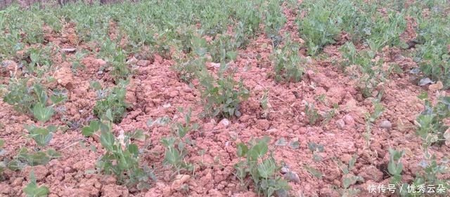 清妍豌豆开白花,用心赏悦美如画