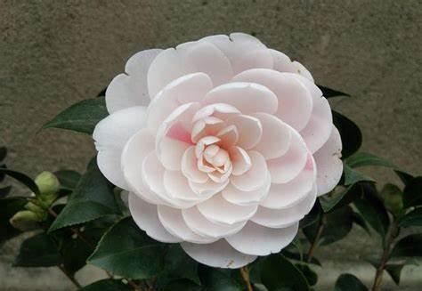 海石榴|养花试试这款,花朵大而耀眼,华丽多变