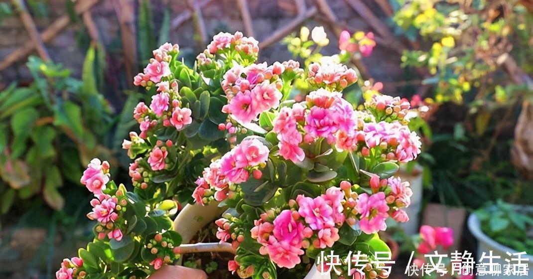 长寿花为什么不开花？先不要放弃，可能是花期推迟了