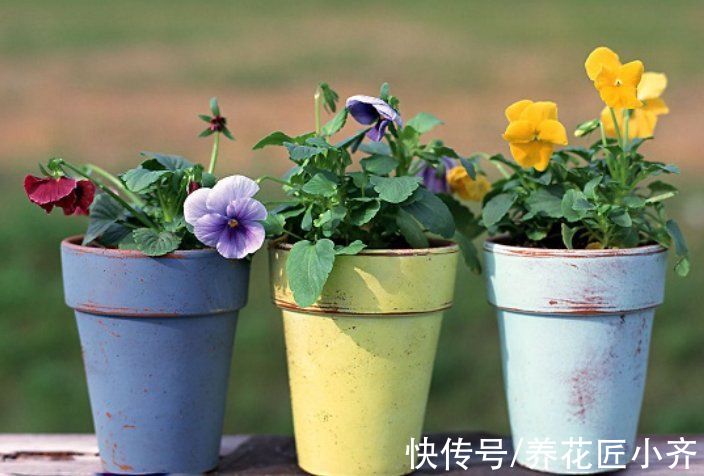 秋天|秋天养花别信“偏方”,正儿八经养花,才能长得旺盛,彻底开爆盆