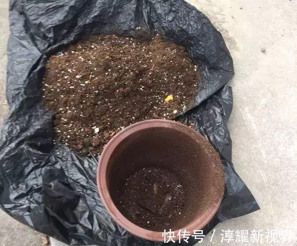 刚买的栀子花，养护“别大意”，一盆水浇下去，花苞全落地！