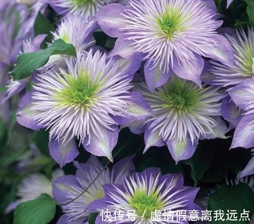 铁线莲中最漂亮的就和品种，有一种就美翻了小院！不要错过！