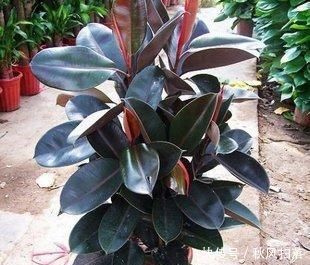 清新|客厅适合养树,好养又好看,空气更清新,新手也会养!