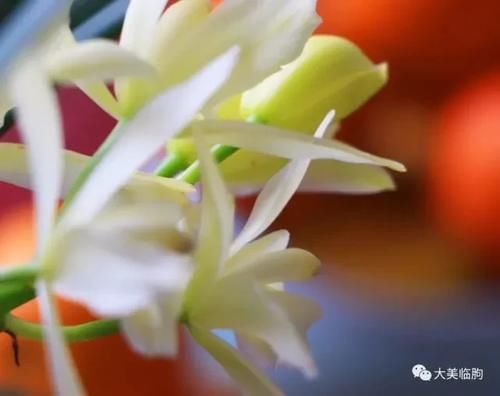 看看小编的兰花