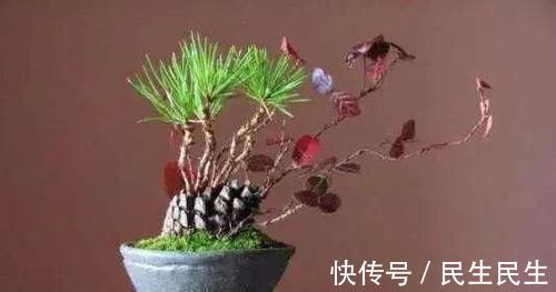 阳台上|捡了个“松果”插在盆里,不几天长成了盆景,摆在家里太漂亮了