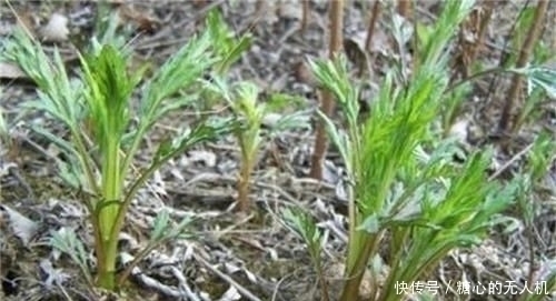 味道棒|它是降压“特效药”,农村遍地可见,营养丰富价值高,遇见别错过