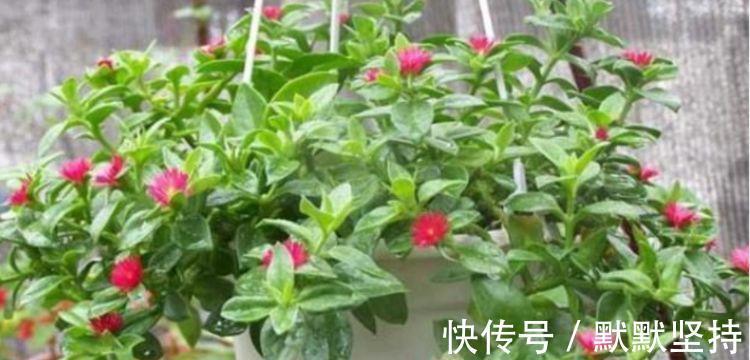 4种花开花喜庆又好养，满屋飘香，人见人爱