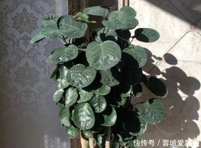 富贵竹|正月二十五招财运,4种“富贵花”华丽大气有内涵,寓意牛气冲天