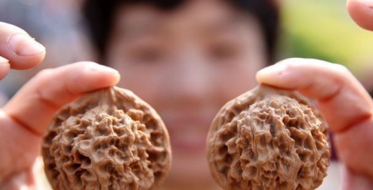 养分|花店老板说往绿萝君子兰盆里塞点它,叶子黑亮,疯狂开花!